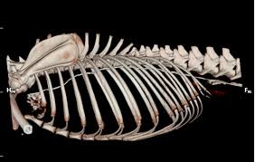The lymphatic system collects waste from the body's tissues and returns it to the bloodstream. Idiopathic Chylothorax In The Dog Mspca Angell