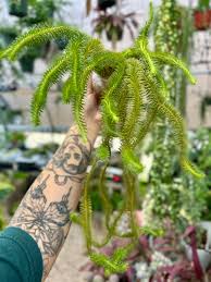 Image result for Huperzia verticillata