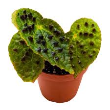 Image result for Berkheya ferox