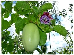 Barbadine Another Day In Paradise Fleurs Et Fruits Balancelle De Jardin Paysage Reunion