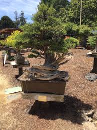 Bonsai is a japanese version of the original traditional chinese art penjing or penzai. Lake Merritt S Bonsai Garden Under Renovation
