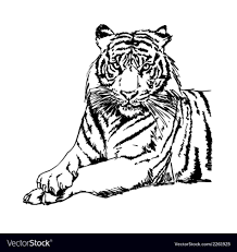 Black white hand drawn doodle animal. Tiger Clipart Black And White Important Wallpapers