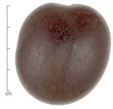 Image result for Entada gigas