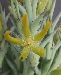Image result for Orbea rogersii