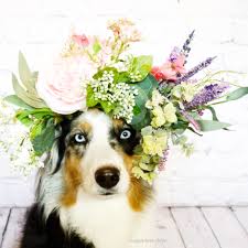 Strips can be straight or cut in a spiral out of a circle or even a square. Diy Flower Crown For Your Dog Go Dog Nashville