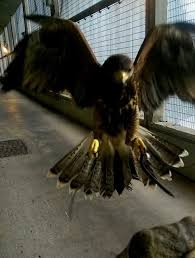 The use of specially trained birds of prey as a method for pest control has a long history, and watching these birds take flight is not only for pest control london, surrey and the south east call predator pest solutions. Falconry Pest Control Malum Integrated Pest Specialists Hampshire