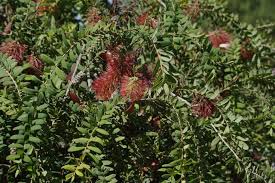 Image result for Melaleuca hypericifolia