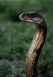 King Cobra By Angi Wallace Med Bilder Husdjur