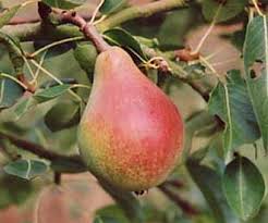 Specialist nursery with 20 years experience, 97% review score & uk wide delivery. Robin Pear Fruit Trees For Sale Order Online