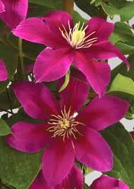 Clematis blooms are typically pink, purple, or white, and they will bloom at various times throughout the year. Clematis Boulevard Collection Patio Clematis