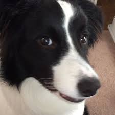 笑った笑点の音楽が流れ始めたら何故かむっちゃ反応するマーク ホットdogマーク 茶色じゃないから 完成度は低いけど 笑 気にいって 結構挟まってます 明日から 私海外に行って来るので３日間パパさんにマークお願いするんだけど 大丈夫かしら ボーダーコリー