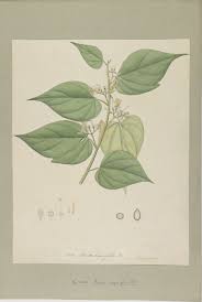 Image result for Alangium chinense