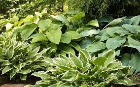 This tropical succulent is generally known as an outdoor plant, but it can be easily grown indoors. Ask Domoney What Are Good Tropical Plants For Shade
