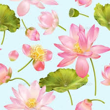 Lotus Flower Pattern Lotus Background Lotus Flower Images Lotus Flower Background