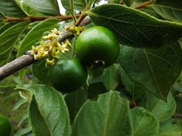 Image result for Vangueria sp.