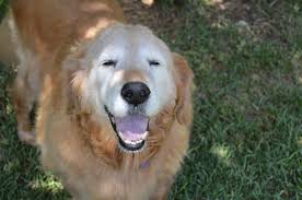 Maybe you would like to learn more about one of these? Golden Oldies Golden Retriever Rescue Of North Texas