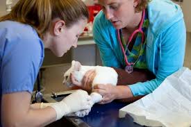 Store the phone number and address of your regular veterinary clinic and nearest emergency animal hospital. Emergency And Critical Care Cornell University College Of Veterinary Medicine