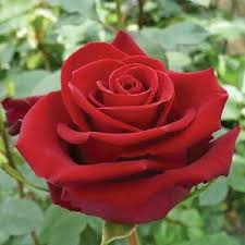 Free download rose flower images, photos, rose pictures & hd wallpaper. Decorative Rose Flowers At Rs 100 Pack Badi Gwaltoli Indore Id 14465340162