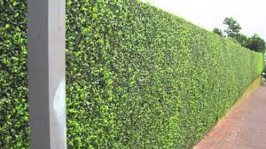 The leyland cypress is a fast growing privacy hedge that can grant you a secluded retreat. Privacy Hedges Shipped To All States No License Needed Large Plants Youtube