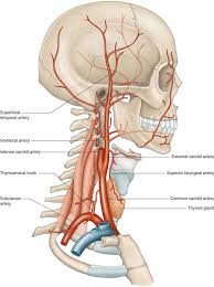 Image result for carotid artery