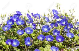 Image result for Convolvulaceae