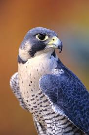 Birds Of Prey Trailer Song Talking To Your Child About The Birds And Bees With Images Animals Animal Planet Pet Birds