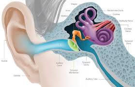 You can clean the outer ear and the skin around it while you bathe your baby. Ear Infections