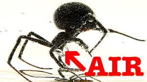 However, they will sometimes bite humans if they are hungry or feel threatened. Deadly Spider Survives Drowning In Water Alcohol Educational Video Youtube