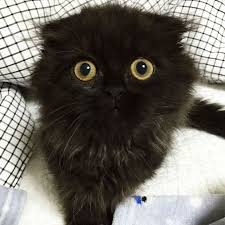 gimo cats with big eyes cute black cats cats