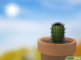 They are extremely beautiful especially when they bloom. 3 Ways To Care For A Cactus Wikihow