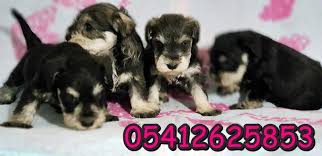 Minyatur Schnauzer Fiyatlari Kopek Minyaturler