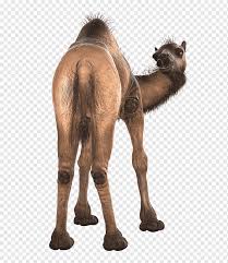 Silhouette of man followed by three camels, camel train caravan, camel caravan silhouette, mammal, monochrome, line png. Dromedary Icon Camel Back Mammal Brown Animals Png Pngwing