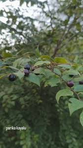 Image result for Dovyalis macrocalyx