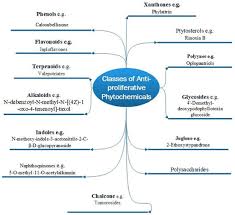 Image result for Ptycholobium contortum