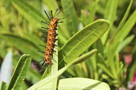 We did not find results for: Oleander Caterpillar Control In Gardens How To Get Rid Of Oleander Caterpillars