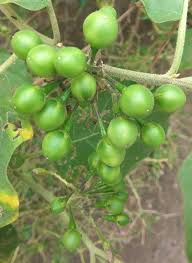 Manfaat buah rimbang untuk mata. Buah Cepokak Buah Rimbang Steemit