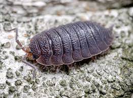 Common kentucky sowbugs & related isopods Sowbugs Pillbugs How To Get Rid Of Sowbugs Pillbugs Raid Bug Basics