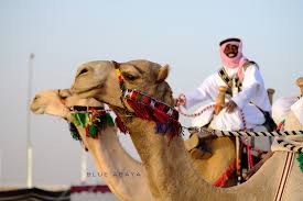 Camels are seen at sunset during the annual king abdulazziz camel festival in rumah, riyadh. The Camel Festival In Riyadh Saudi Arabia