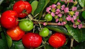 Check spelling or type a new query. Barbados Cherry Aceorla Tree