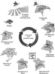 Insect Parasitoids Attack By Aliens Chapter 8 Natural Enemies The life cycle of dusky veined aphid is similar to walnut aphid. insect parasitoids attack by aliens