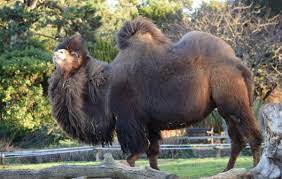 Bactrian camels are found in cold regions and desert of central asia. Bactrian Camel Welsh Mountain Zoo
