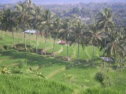 Pemandangan Persawahan Desa Mayong - Website Desa Mayong