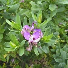 Image result for Polygala usafuensis