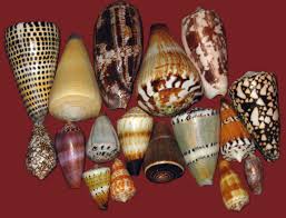 An amazing animal snail, coloring pages with its image you will find below. Cone Snail Wikipedia