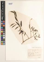 Image result for Dalbergia bracteolata