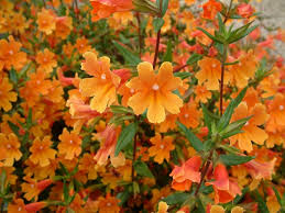 Image result for Mimulus