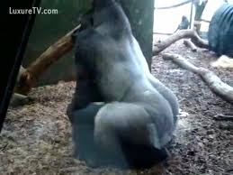 Porn pic image of gorilla having sex. XXX HD pictures free site. Comments: 3