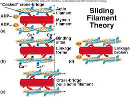 Myosin Crossbridge Cycle A Level Biology Physiology Anatomy And Physiology
