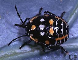 They are active during the day and will scatter when disturbed, so they can be easier to spot than some there are hundreds of species of whiteflies, but most affect only a small number of host plants. Harlequin Bug Murgantia Histrionica Hahn