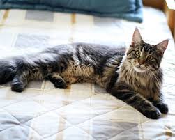 3) derogatory term for a black person. Maine Coon Cat Breeds Purina Australia